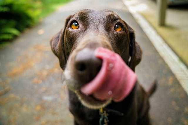 ilustrasi anjing bau mulut (unsplash.com/James Barker)