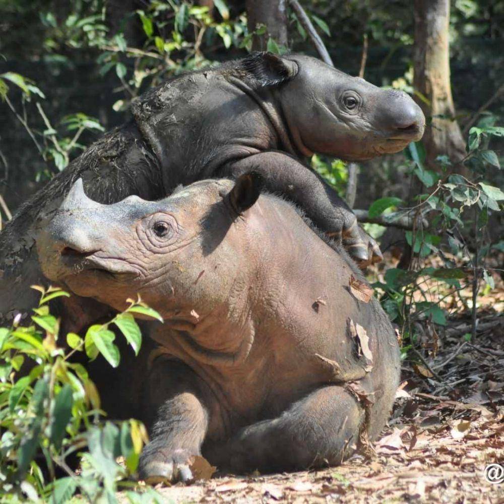 Andatu dan Delilah (instagram.com/savetherhinointernational)