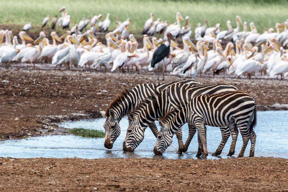 Lake Manyara National Park (visit-nature.com)