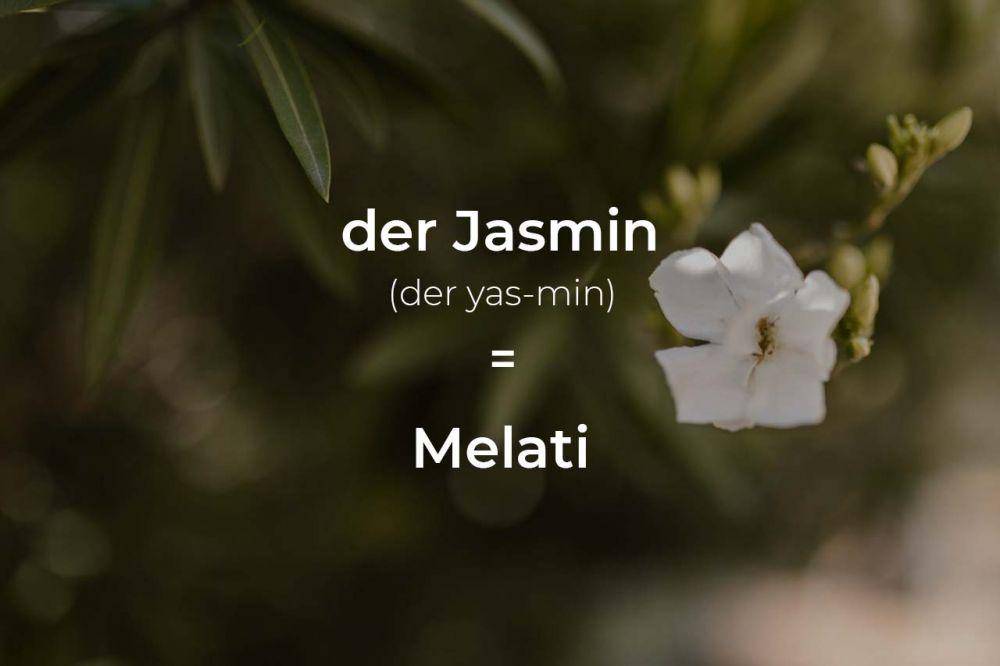 ilustrasi melati dalam bahasa Jerman (pexels.com/RODNAE Productions)