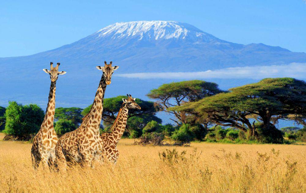 Gunung Kilimanjaro (micato.com)