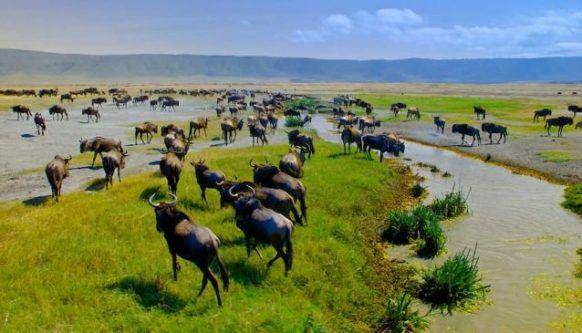 Ngorongoro Conservation Area (primeugandasafaris.com)