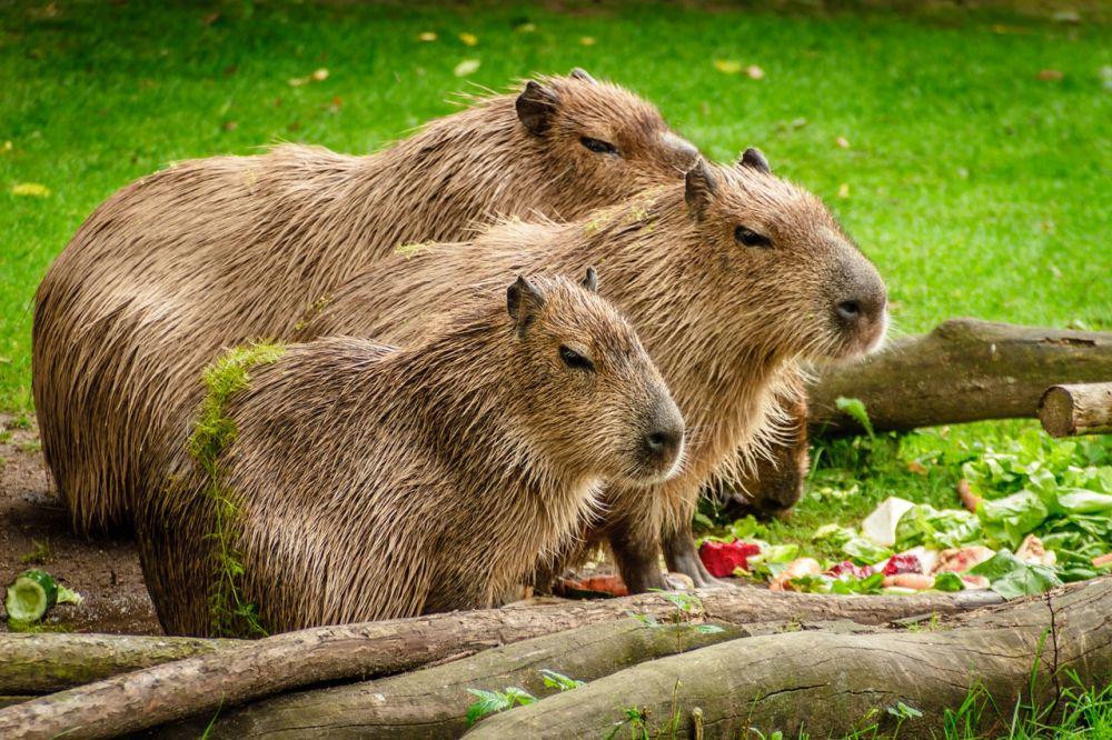 Mengapa Capybara Makan Kotorannya Sendiri? Alasannya Unik!