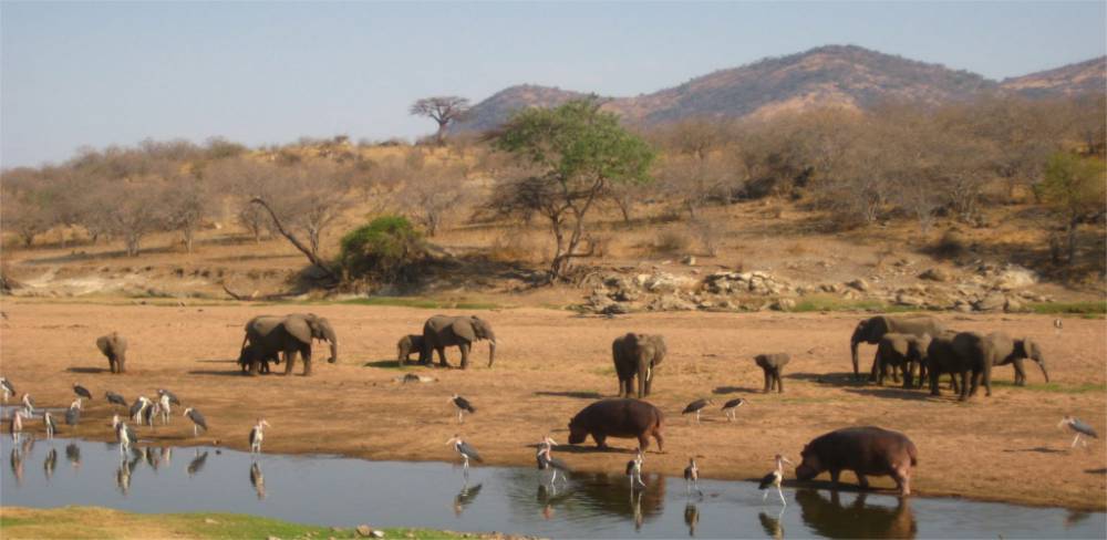 Taman Nasional Ruaha (gorillatoursandtravel.com)