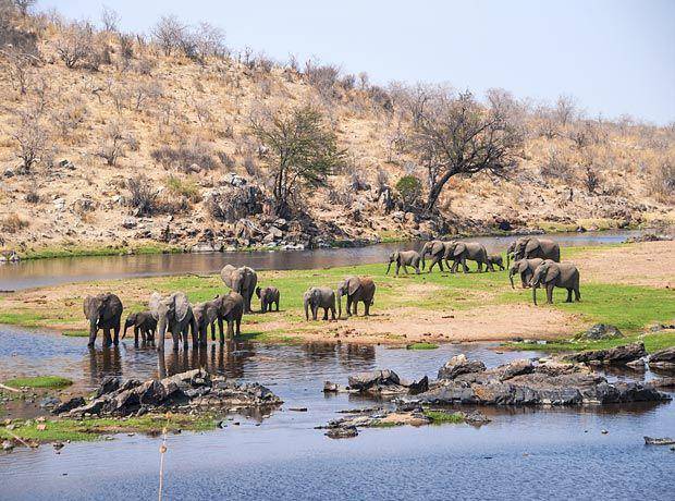Taman Nasional Ruaha (kenyawildlifetours.com)