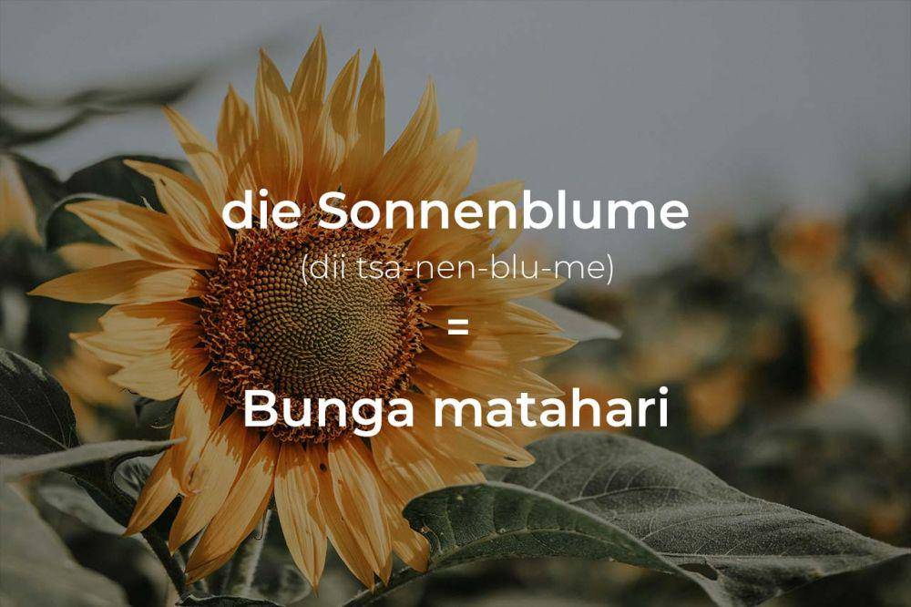 ilustrasi bunga matahari dalam bahasa Jerman (pexels.com/Renda Eko Riyadi)
