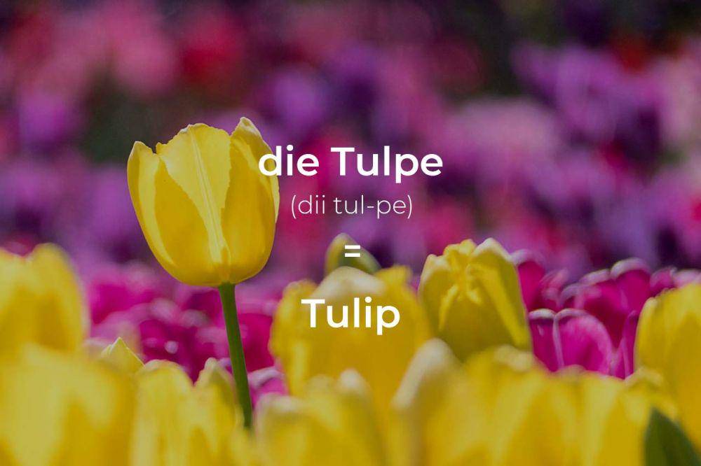 ilustrasi tulip dalam bahasa Jerman (pexels.com/Jos van Ouwerkerk)