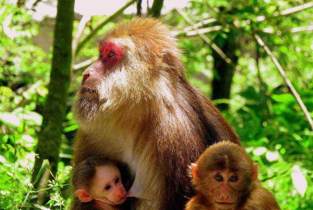 Tibetan macaque (news.cgtn.com)