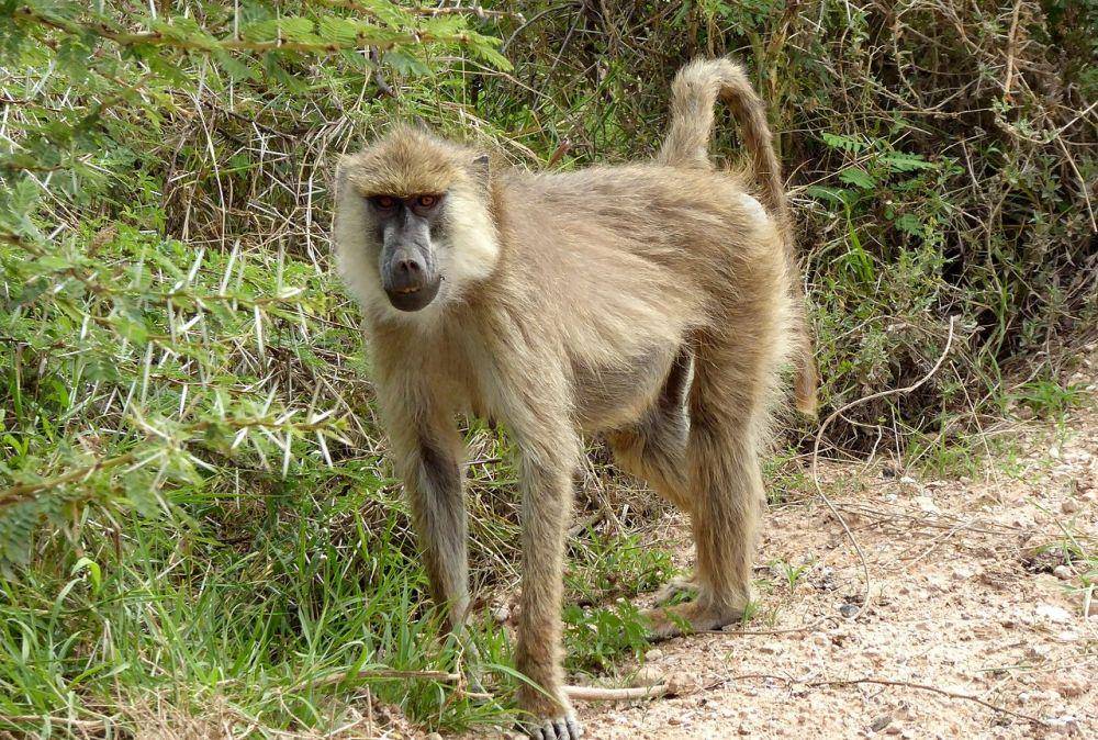 Yellow baboon (kidadl.com)