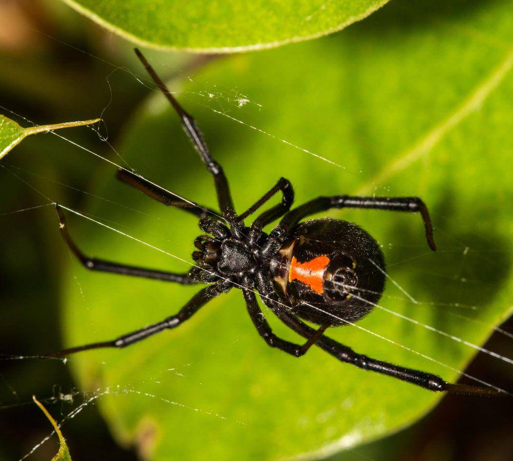 Laba-laba black widow adalah salah satu spesies dengan sengatan berbahaya. (scitechdaily.com)