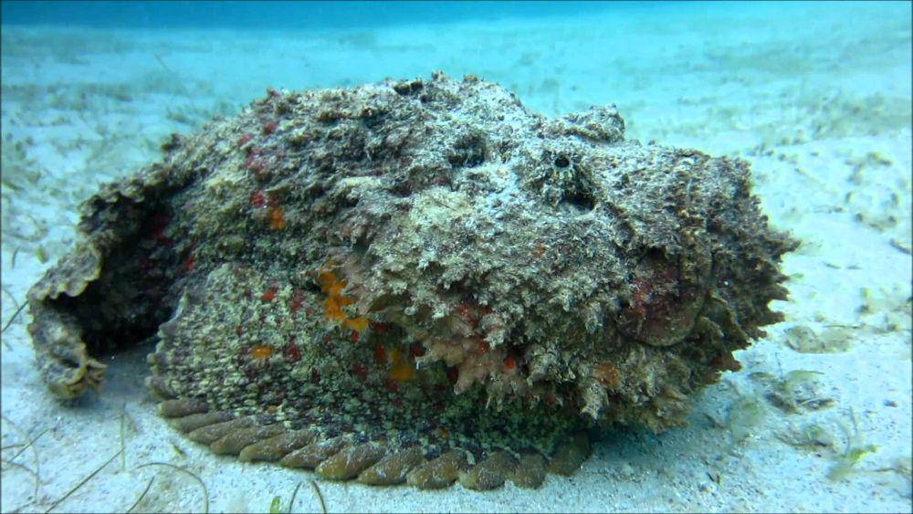 Ikan batu memiliki racun yang dapat membahayakan tubuh manusia. (snorkelingthailand.com)