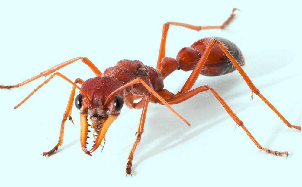 Semut banteng juga tak kalah berbahaya dengan semut peluru. (sci-news.com/University of Queensland)