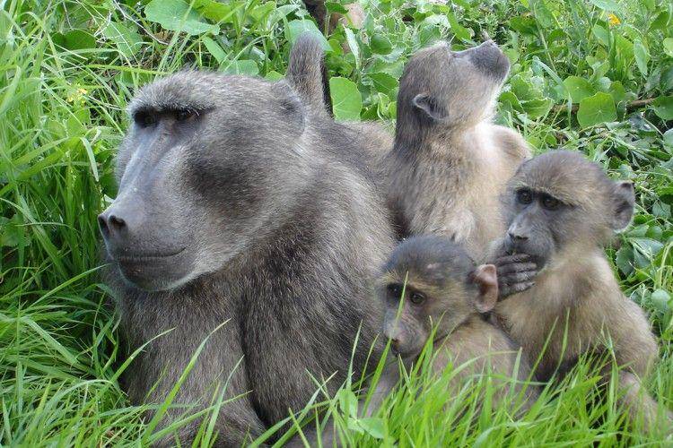 Chacma baboon (ingwelala.co.za)