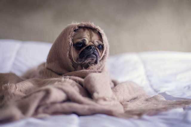 ilustrasi anjing sakit (unsplash.com/Matthew Henry)