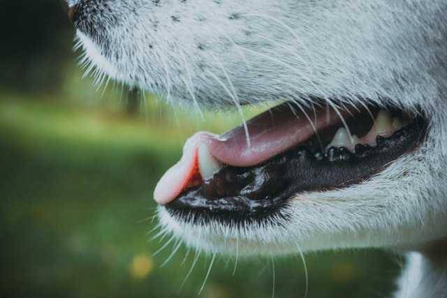 ilustrasi gigi anjing (unsplash.com/Andriyko Podilnyk)