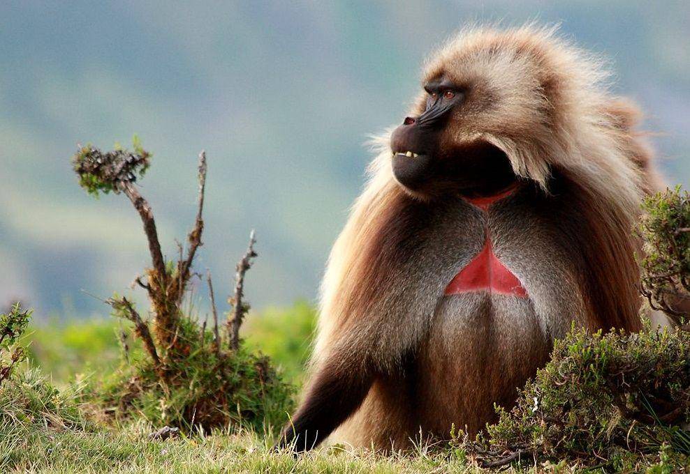 Gelada (nus.edu.sg)