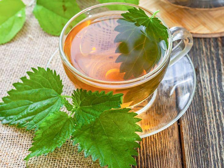 ilustrasi teh daun jelatang atau nettle (healthline.com)