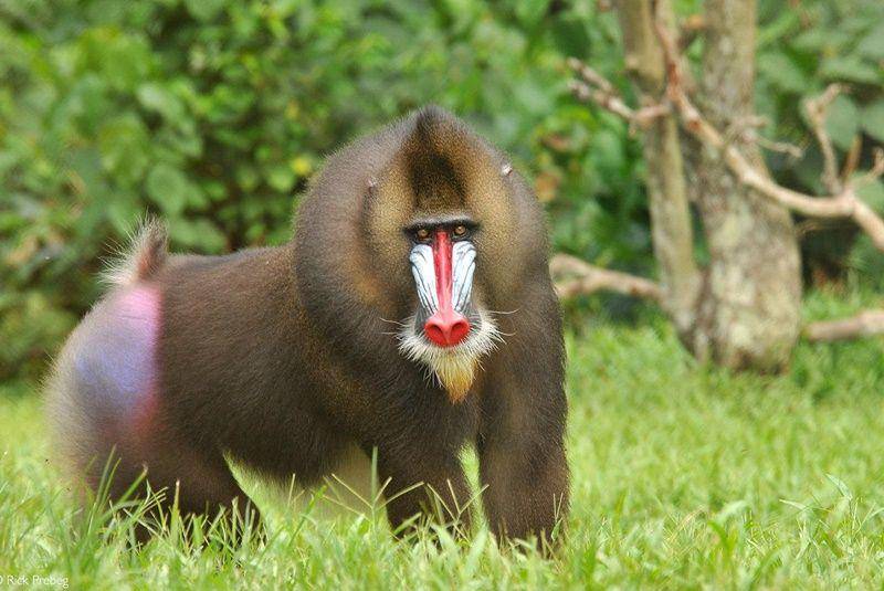 Mandrill (africageographic.com)