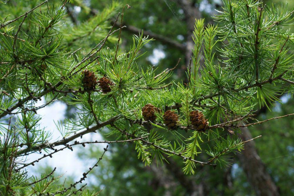 potret dahurian larch (eol.org)