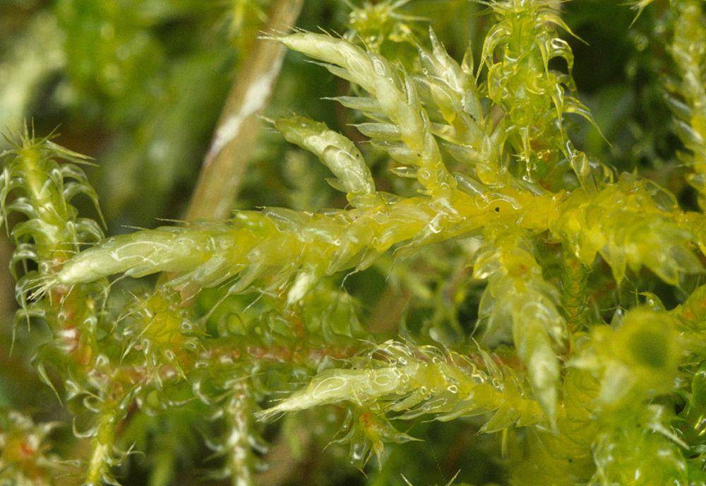 potret feather moss (eol.org)
