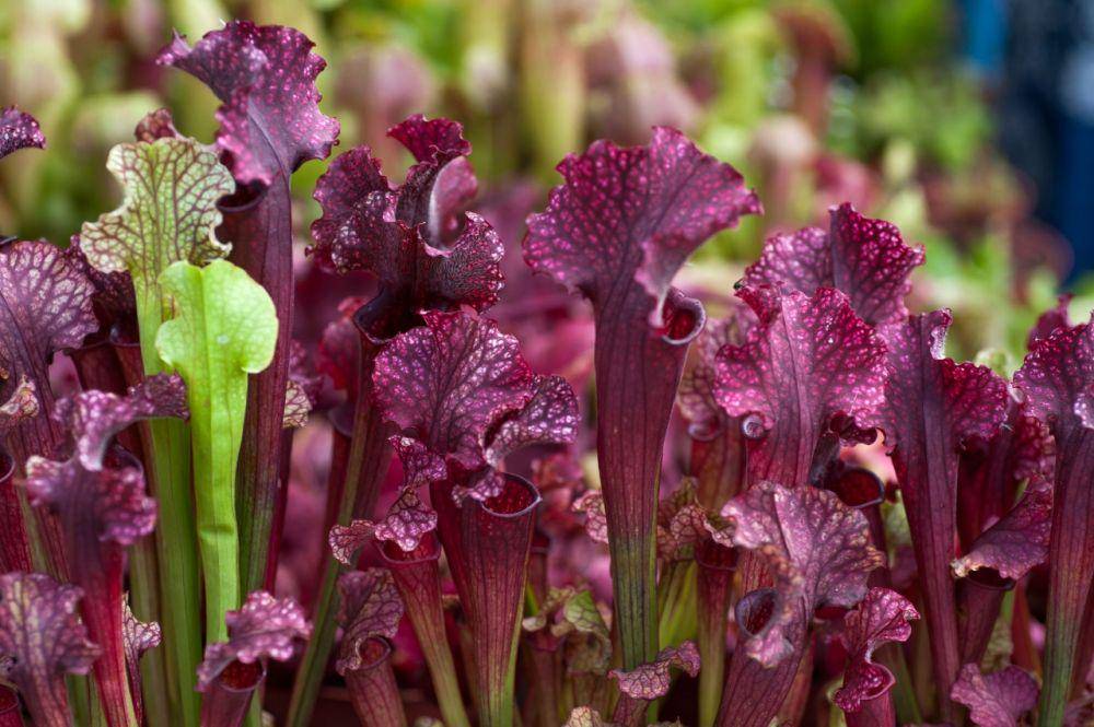 potret purple pitcher plant (thespruce.com)