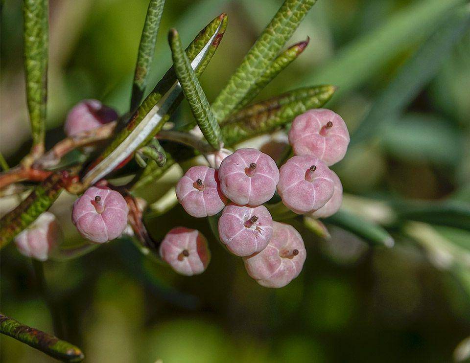 potret bog rosemary (wildadirondacks.org)