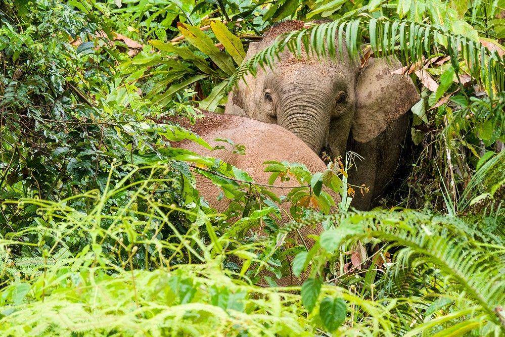 gajah kalimantan di tengah hutan (commons.wikimedia.org/Mike Prince)