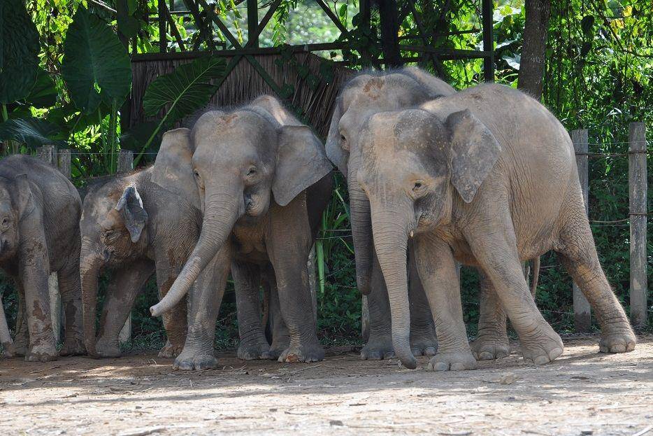 kawanan gajah kalimantan di kebun binatang (commons.wikimedia.org/shankar s.)
