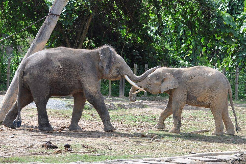 gajah asia dan gajah kalimantan (commons.wikimedia.org/shankar s.)