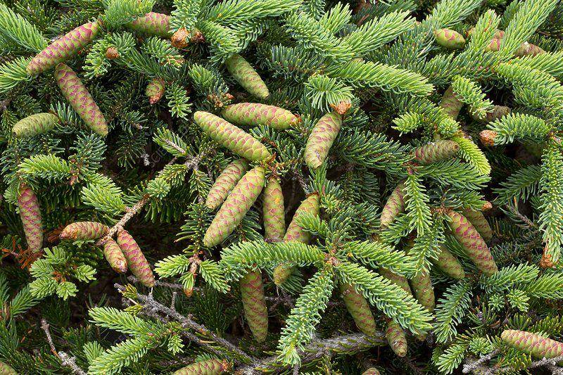 potret white spruce (sciencephoto.com)