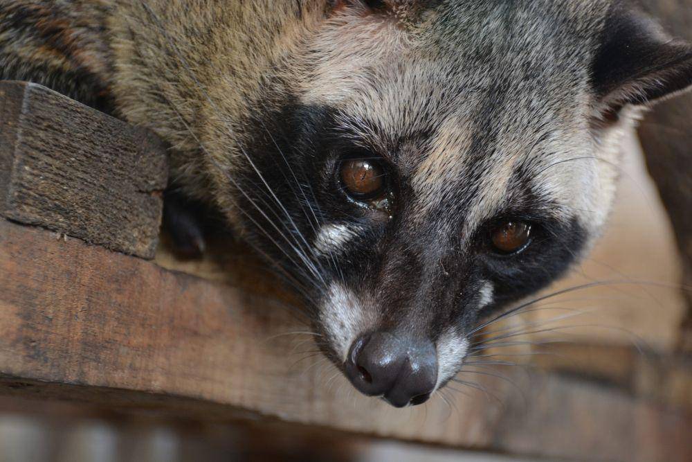 ilustrasi musang (pixabay.com/mmg58)