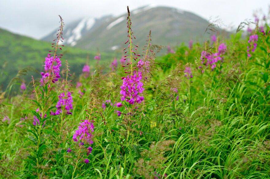 potret fireweed (mtpr.org)