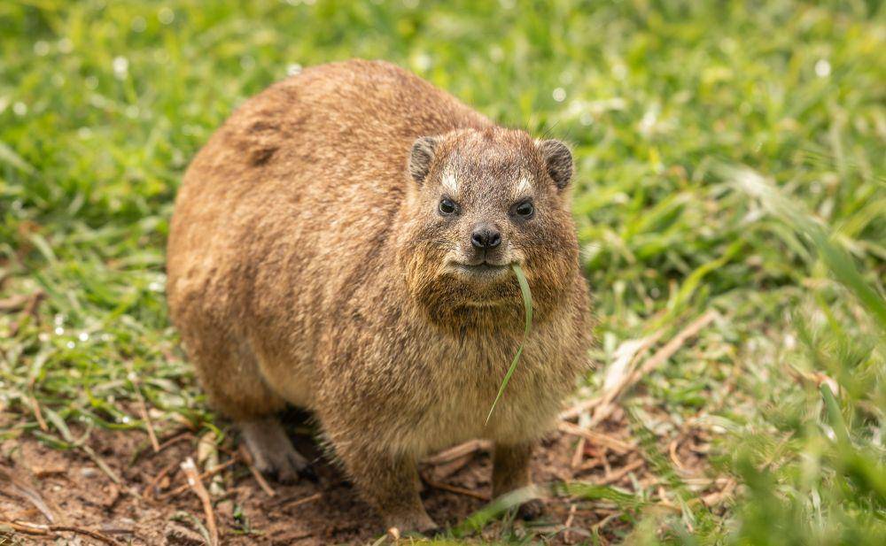 ilustrasi hyrax (pixabay.com/AndreasGoellner)