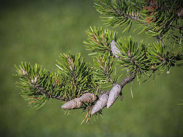 potret jack pine (eekwi.org)