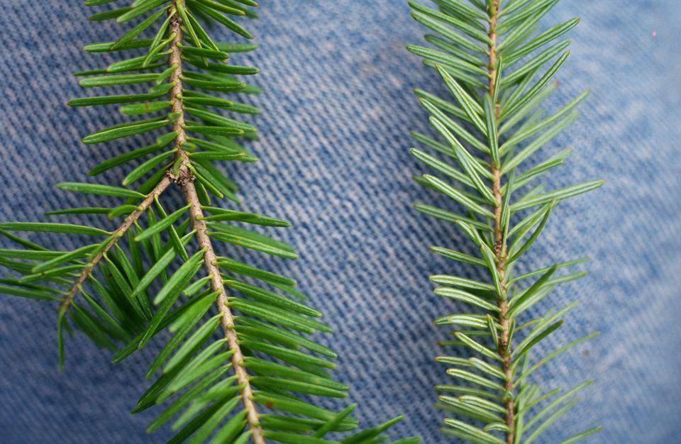 potret balsam fir (inaturalist.org)