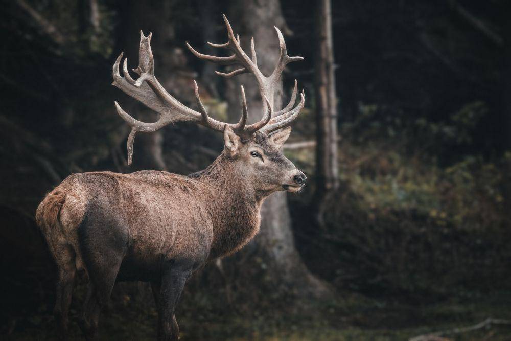 ilustrasi rusa jantan (pexels.com/cmonphotography)