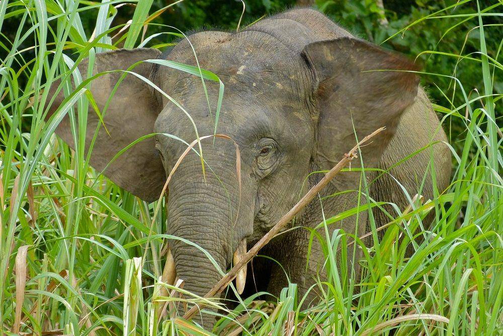 seekor gajah kalimantan di tengah hutan (commons.wikimedia.org/Bernard DUPONT)