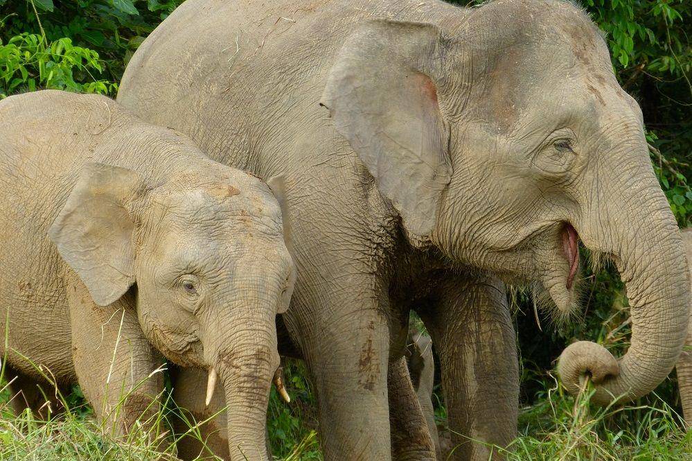 induk gajah kalimantan dan anaknya (commons.wikimedia.org/Bernard DUPONT)