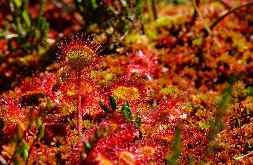 potret round-leaved sundew (pixabay.com)
