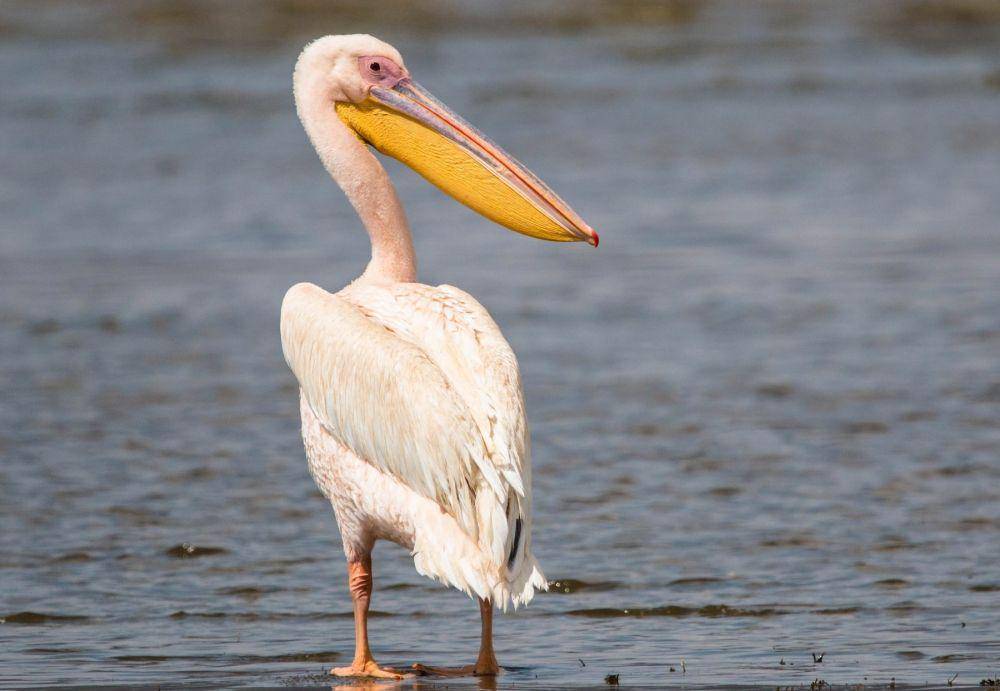 great white pelican (ebird.org/Kevin Vande Vusse)