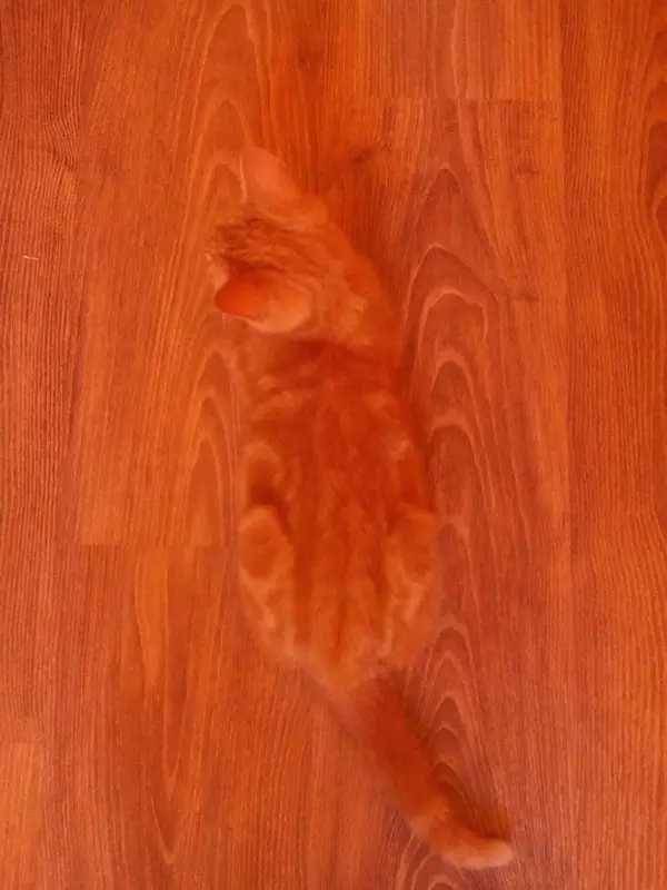foto kucing sembunyi (twitter.com/Thereisnocat_)