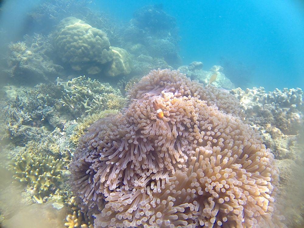 Tips, Rute dan Biaya Wisata Snorkeling di Gili Lombok Barat