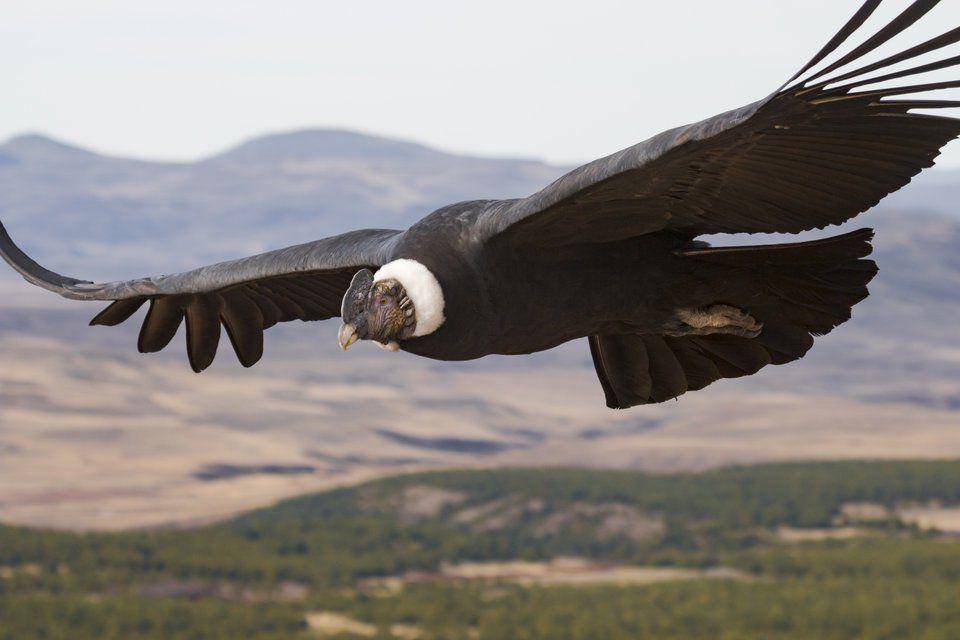 andean condor (Smithsonianmag.com/Facundo Vital)