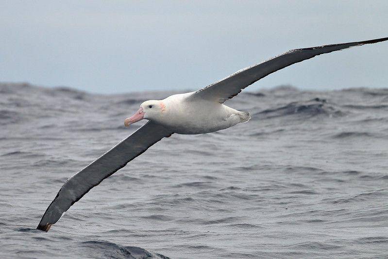 wandering albatross (birdnote.org/Ed Dunens CC)