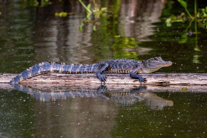 tanda ada buaya di rawa (unsplash.com/@jcotten)