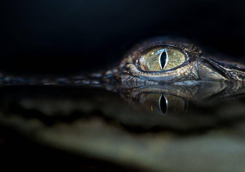 tanda ada buaya di rawa (unsplash.com/@davidclode)