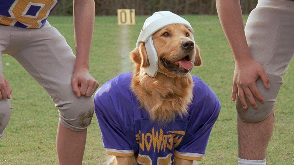5 Film Air Bud yang Pernah Menghiasi Masa Kecil Milenial