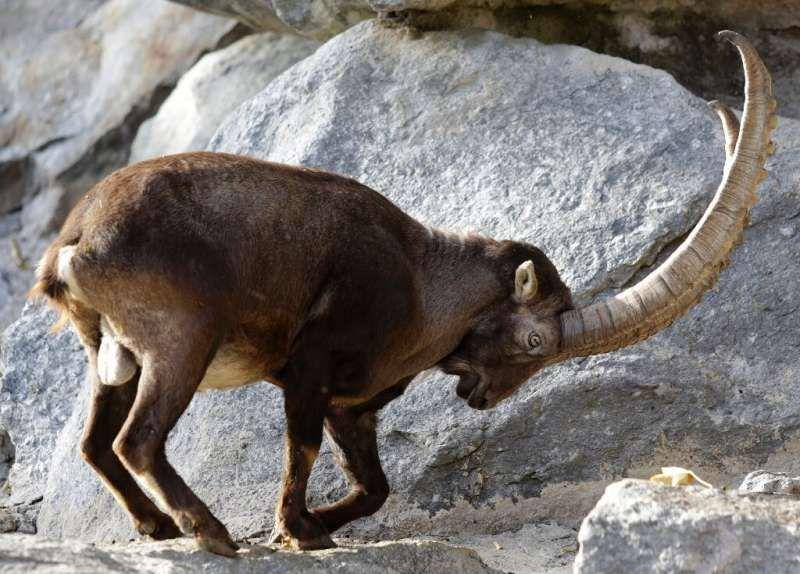 ibex eropa (phys.org)