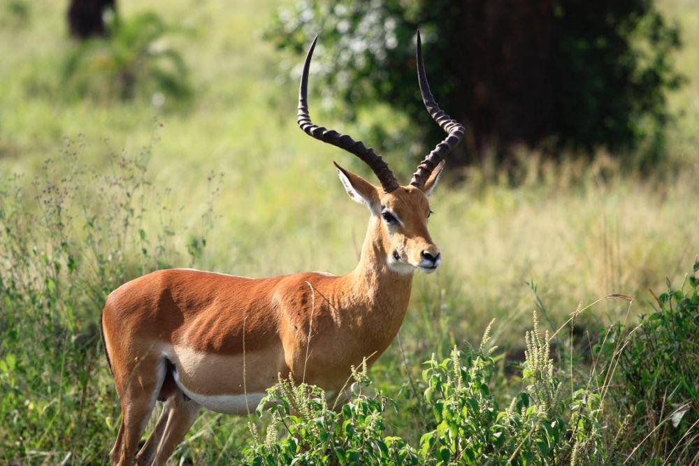impala (pexels.com/amy chung)