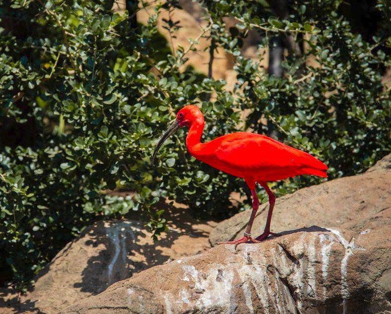 ibis merah (pexels.com/magda ehlers)